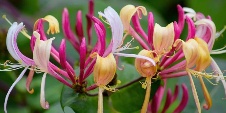 What are the Best Australian Native Flowers?